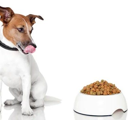 Choosing the Right Dog Bowl for Your Large Canine Companion