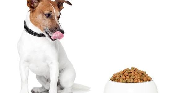 Choosing the Right Dog Bowl for Your Large Canine Companion