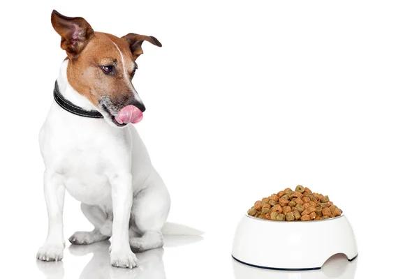 Choosing the Right Dog Bowl for Your Large Canine Companion